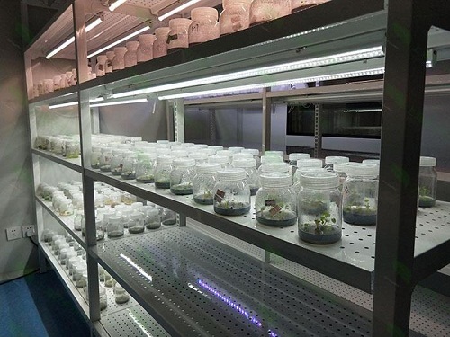 绵阳植物组织培养实验室设计建设方案